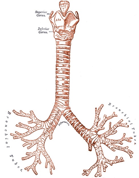 Cough+reflex