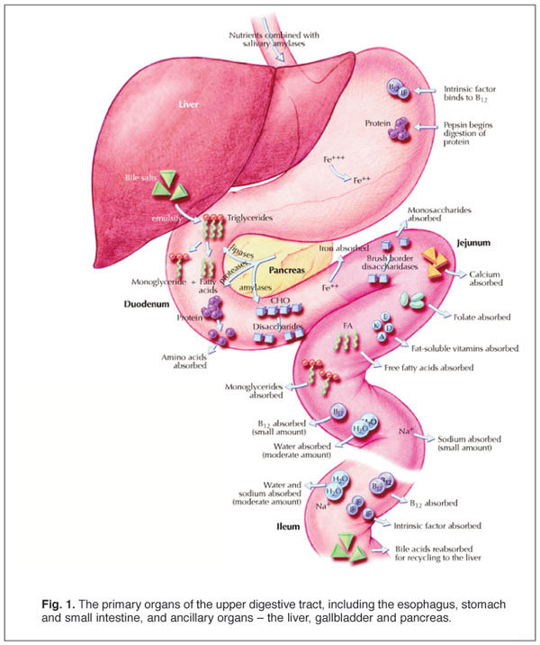 calming-stomach-and-gastric-upset-nutrition-review