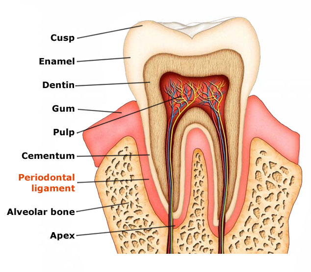 Types Of Tooth Ligament