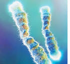 telomeres