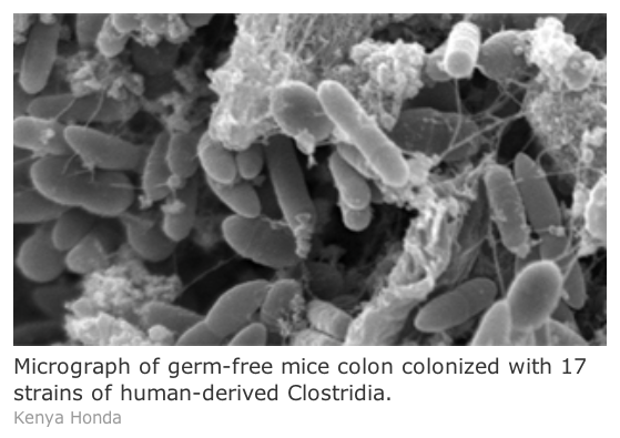Clostridia in mice