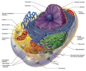 Mitochondrial Dysfunction, Nutrition and Aging - Nutrition Review