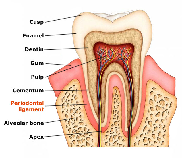 tooth-periodontal-ligament