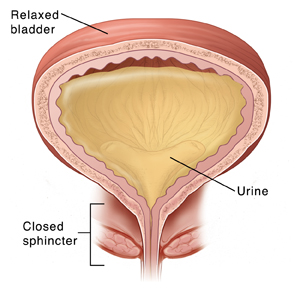Cross section of normal relaxed bladder showing urine being held in by closed sphincter.