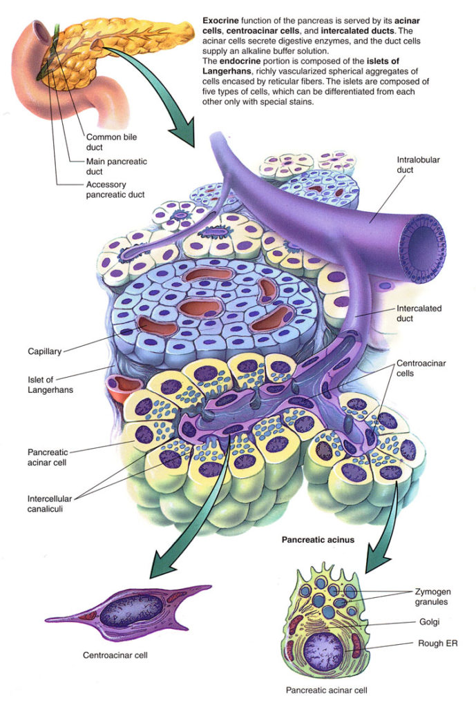 Pancreas acinar cells