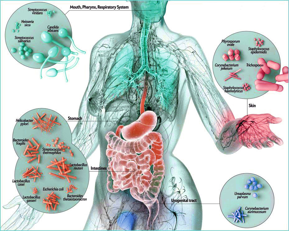 microbiome-body | Nutrition Review