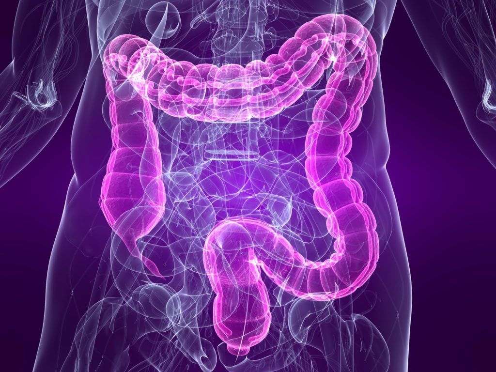Large intestine bowel diagram