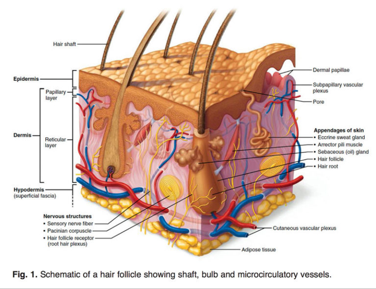 Reversing Age-Related Hair Loss and Restoring Healthy Hair Growth in ...