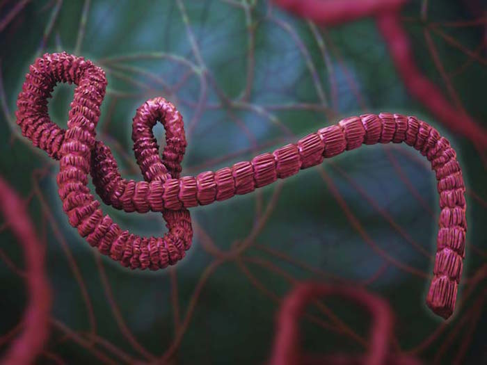 Ebola image
