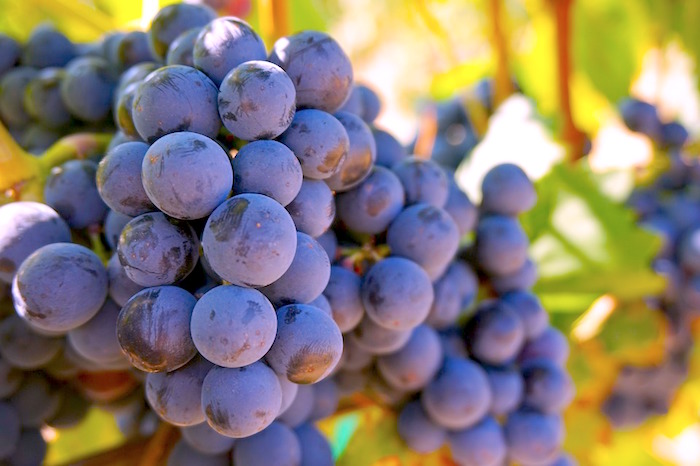 resveratrol grapes