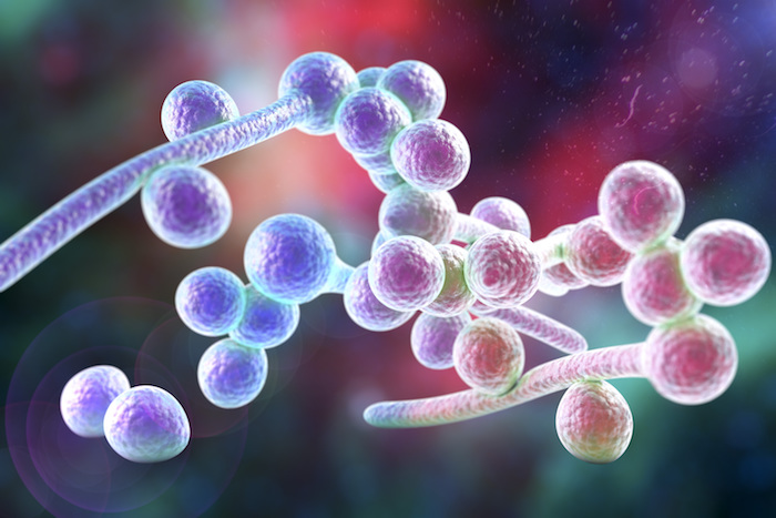 How Candida Albicans Exploits Lack of Oxygen to Cause Disease ...