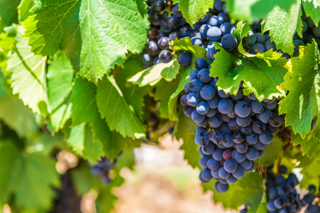 “Remarkable” Effects of Grape Consumption on Health and Lifespan ...